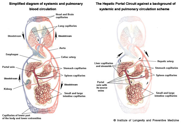 vomiting blood with Hepatitis C hepatic system