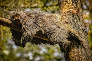  porcupine pic via Krzysztof Felczak google+