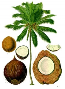 Coconut healthy hepatitis