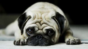 sad pug crying emotions