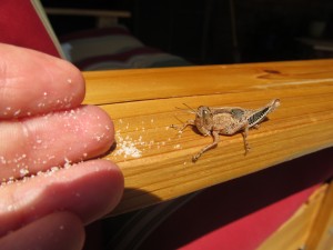 grasshopper mary oliver summer