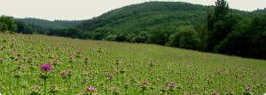 herb milk thistle liver