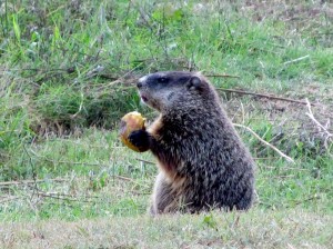 Pears good fruit liver groundhog