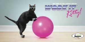 kitty exercise ball cancer hepatitis