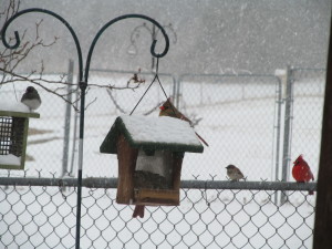 social security disability cardinals snow ihelpc.com